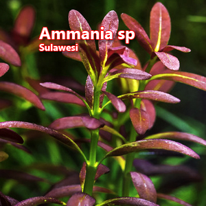 Ammania sp Sulawesi